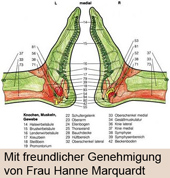 Reflexzonen der Füße